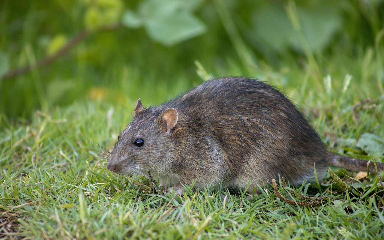 Rat Rat