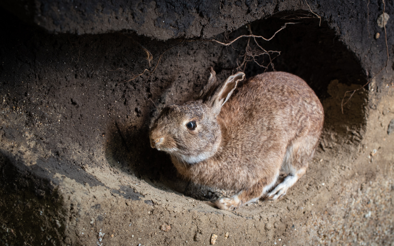 Rabbit Rabbit