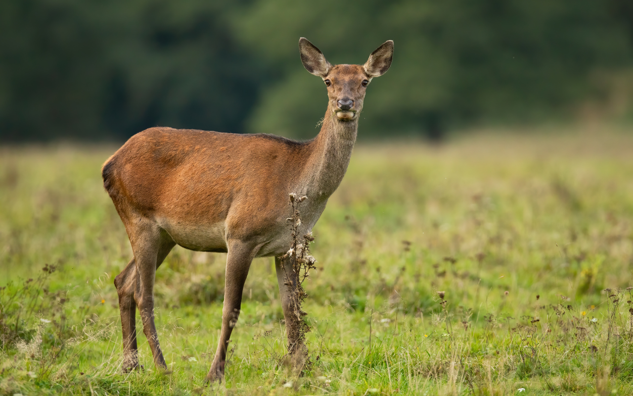 Deer Hind Deer Hind