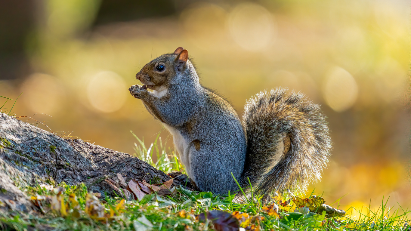 Squirrel1